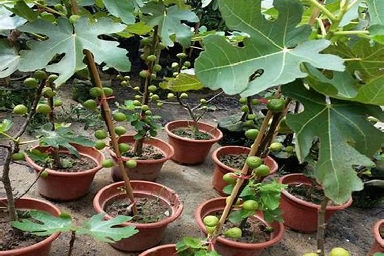 多肉没服盆可以浇水吗