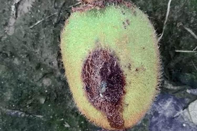 猕猴桃施肥的最佳时间