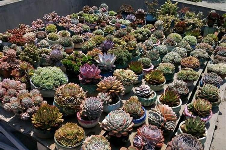 氮肥和磷钾肥能一起用吗 氮肥可以促进植物什么生长