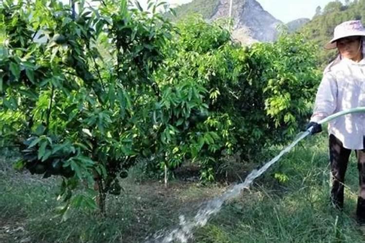 刚移栽的小番茄苗能浇鱼蛋白吗