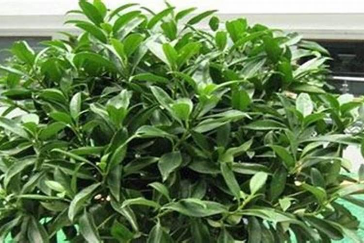 茶叶秋梢肥用什么复合肥最好