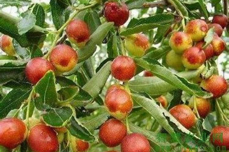 冬枣叶面肥有哪些