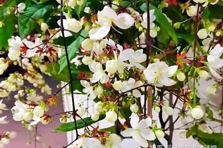 茶叶专用肥料,附茶叶的种植技术