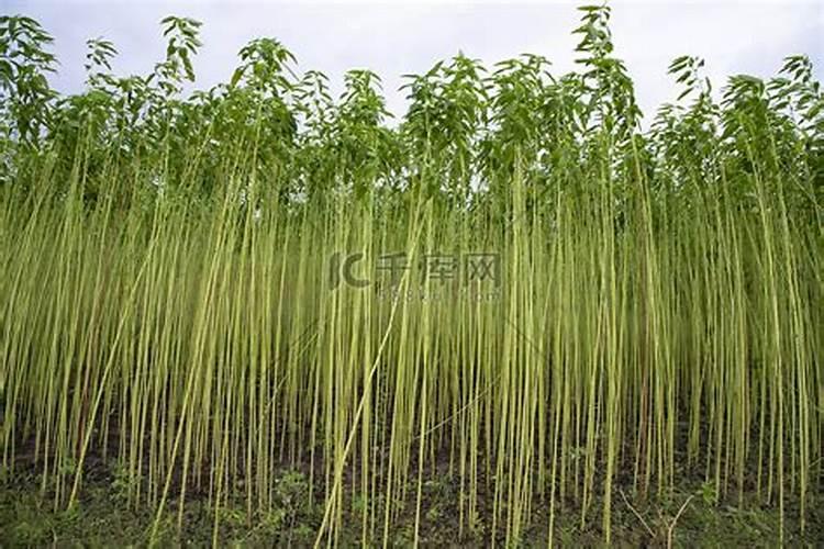 什么肥料含钾最高,含钾的肥料有什么作用