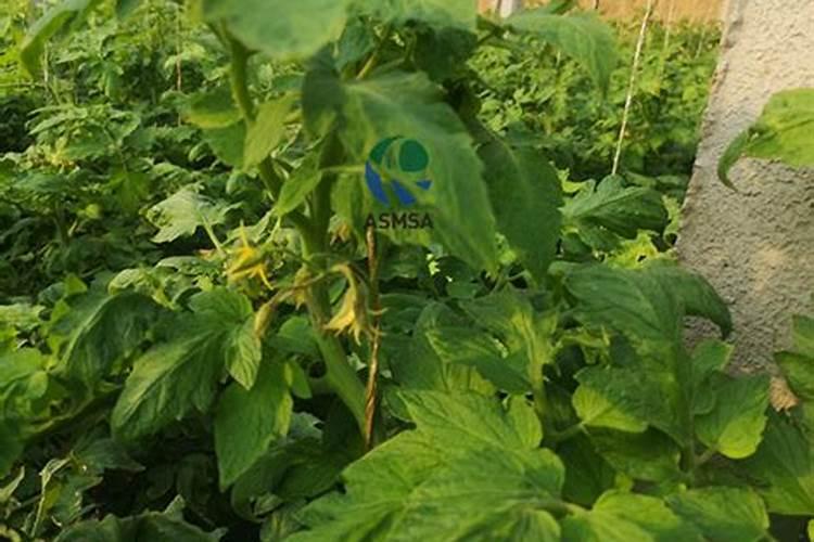 叶面肥三天喷一次可以吗