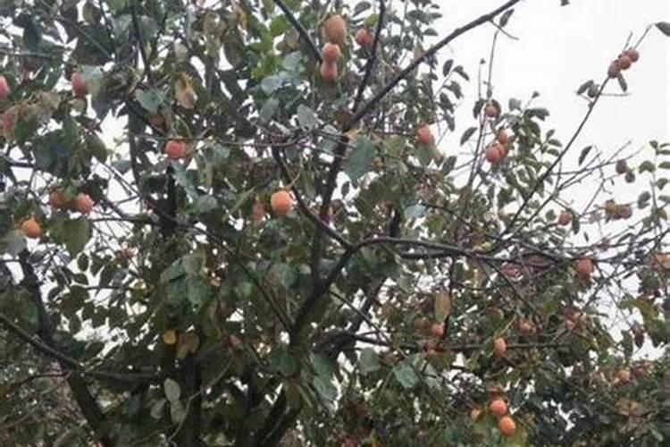 柿子苗的种植栽培技术 太秋甜柿如何种植
