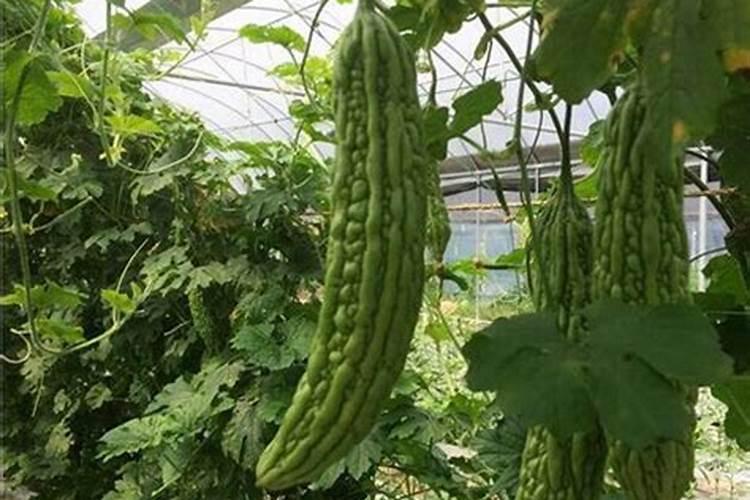 种苦瓜施什肥料才能高产