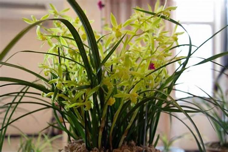 豆类施肥方法及注意事项 种植豆类施肥方法及注意事项