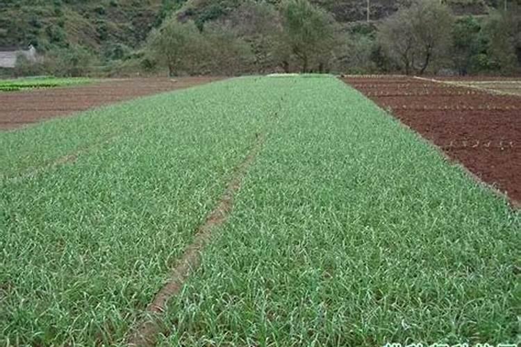 长豆角结果冲施什么肥？长豆角怎么种植产量高？