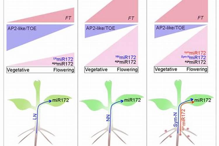 施什么肥可以促进开花施什么肥能促进开花
