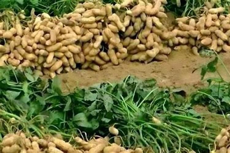 磷酸二氢钾可以与钙肥使用吗有毒吗