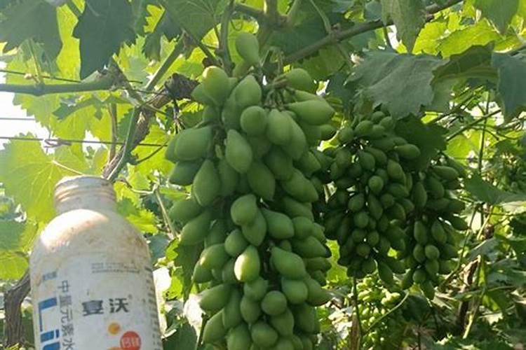 植物缺钙怎么解决？什么钙肥补充效果更好？