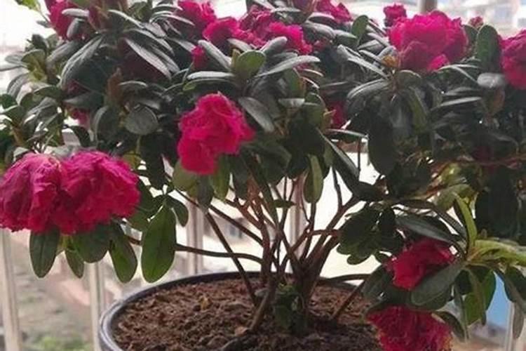 尿液可以当肥料吗？