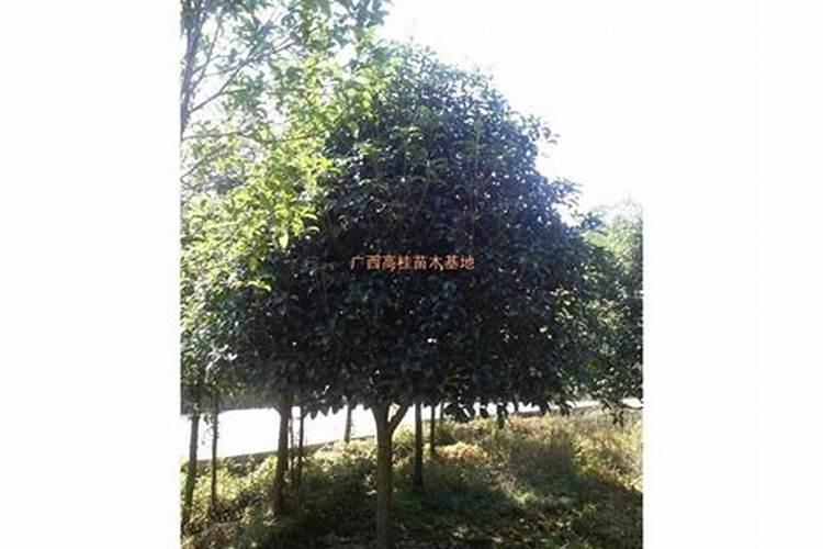 桂花树用什么肥料最好