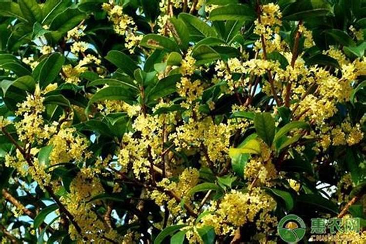 桂花树用复合肥可以吗