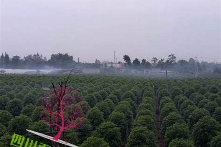 桂花树专用肥有哪些 施肥注意事项