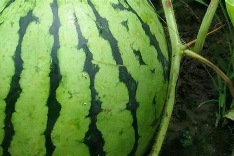 水稻倒伏怎么办？
