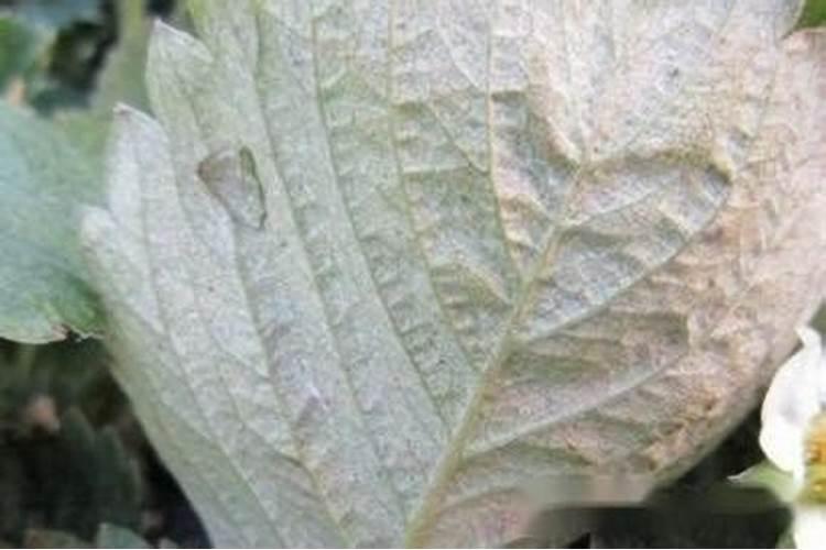 草莓用什么肥料做底肥能促生长？使用矿源黄腐酸钾的好处？