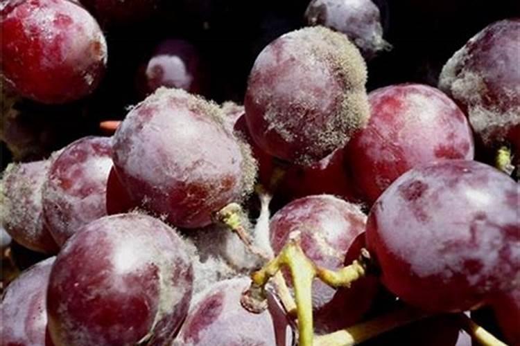 越冬菠菜施肥要点