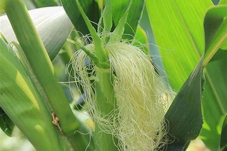 白色玉米黄色玉米哪个减肥比较好