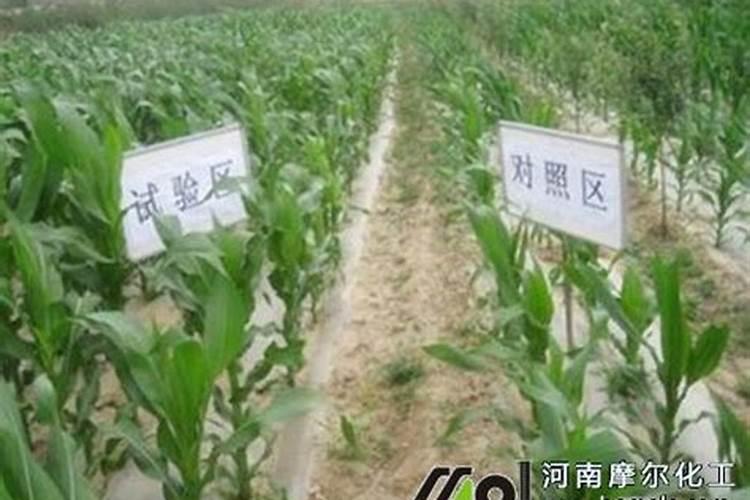 玉米水溶肥的使用方法
