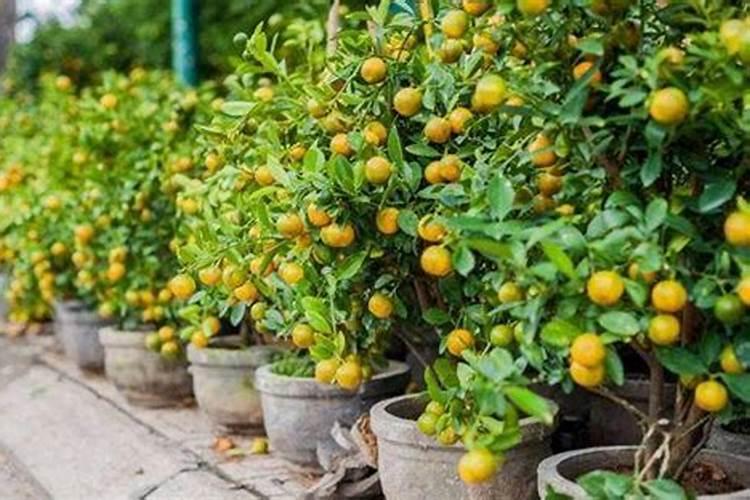 金桔结果时要施肥吗