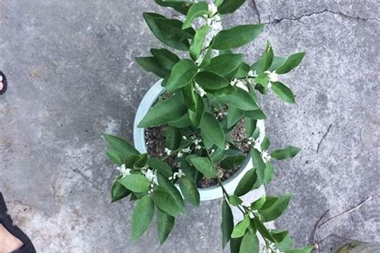 金桔膨大后需要什么叶面肥