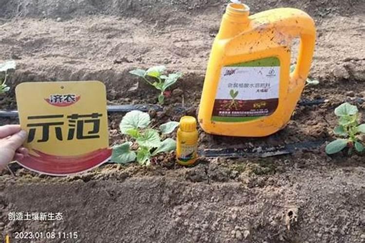 果树在移栽时,需要用矿源黄腐酸,和哈茨木霉菌吗？
