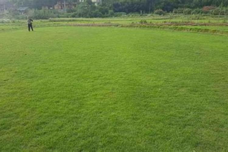 白三叶草作为绿肥作用好吗 多少钱一斤