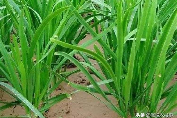 玉米一生对氮肥的需求量