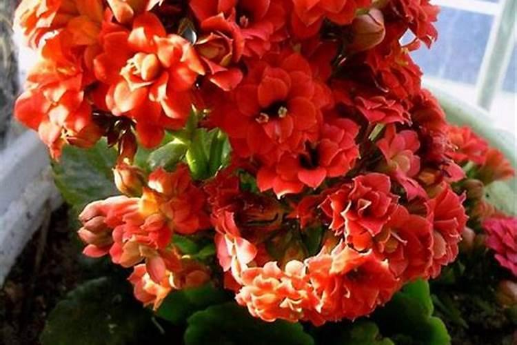 长寿花夏天能施肥吗 长寿花夏季是否可以施肥