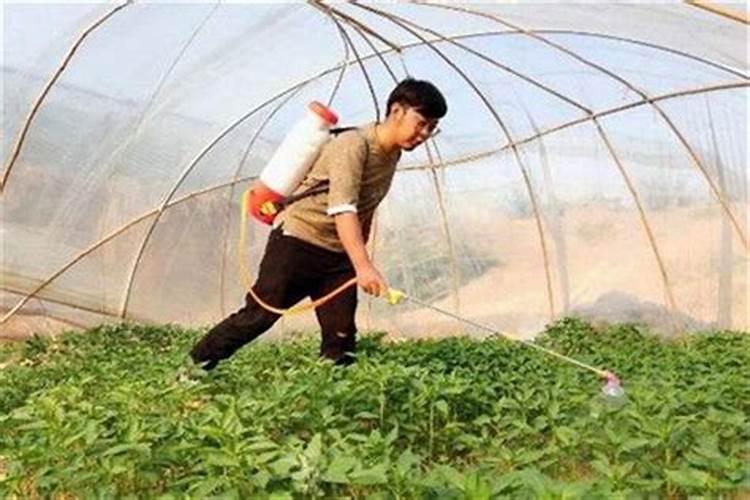 蟹爪兰用什么叶面肥？