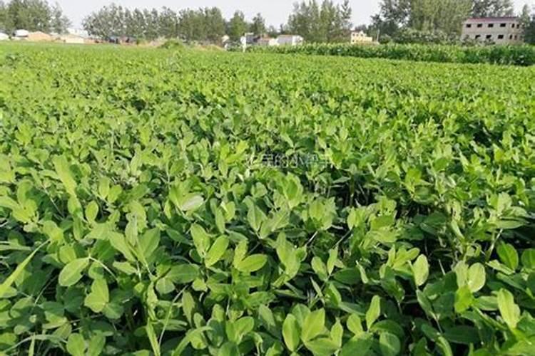 沙土麦套花生笫一株高30厘米至35厘米,但不是盛花末期能用啥组合控旺不...