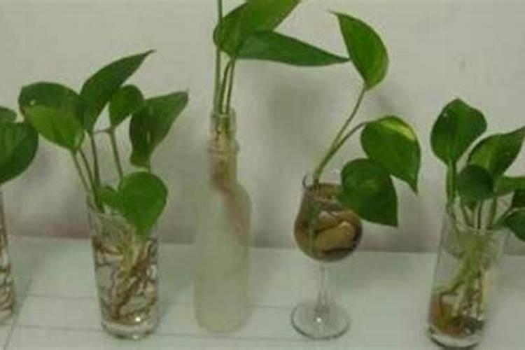 营养液可以用化肥代替吗