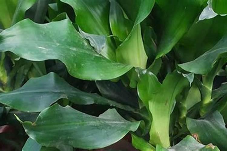 螺纹铁的养殖方法和注意事项