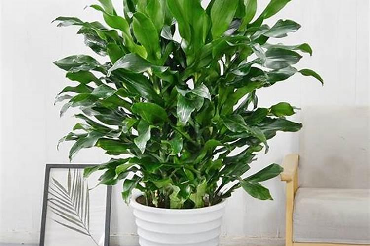 螺纹铁的养殖方法和注意事项