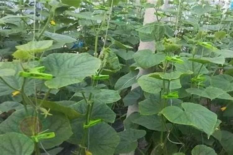 黄瓜用什么肥料好