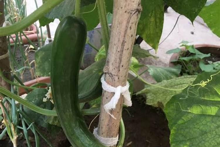 黄瓜追肥用什么肥料好