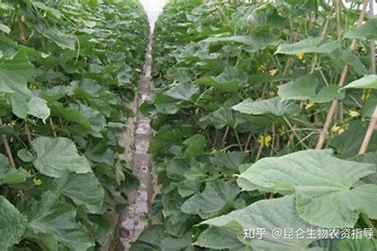 黄瓜定植后促生根方法