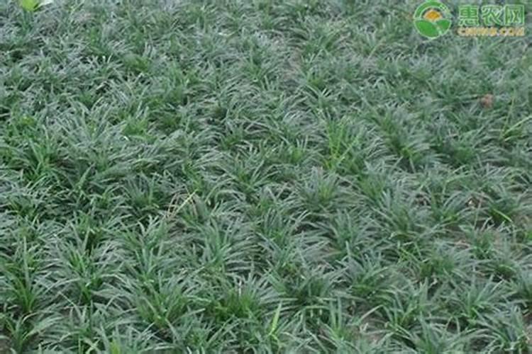 麦冬和沿阶草有什么区别？