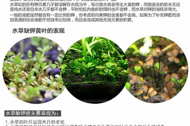 尼特利钾肥成分