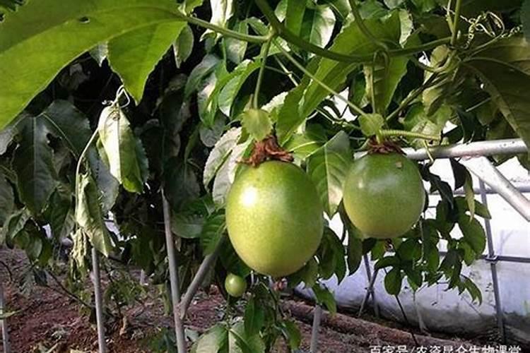 芸苔素打多了会怎么样,多效唑和芸苔素能一起喷吗
