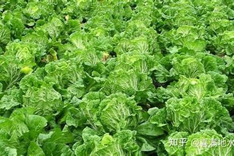 磷酸二氢钾在小麦种植上什么时候使用最科学？