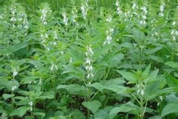 怎样种芝麻才能高产