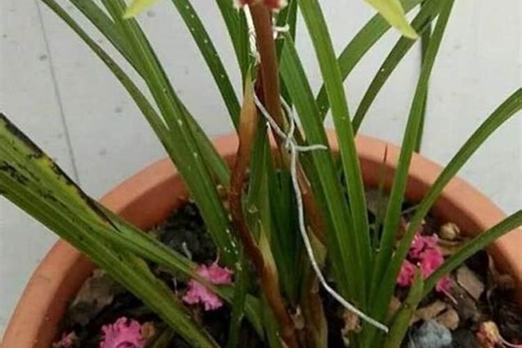 兰花的磷酸二氢钾使用方法