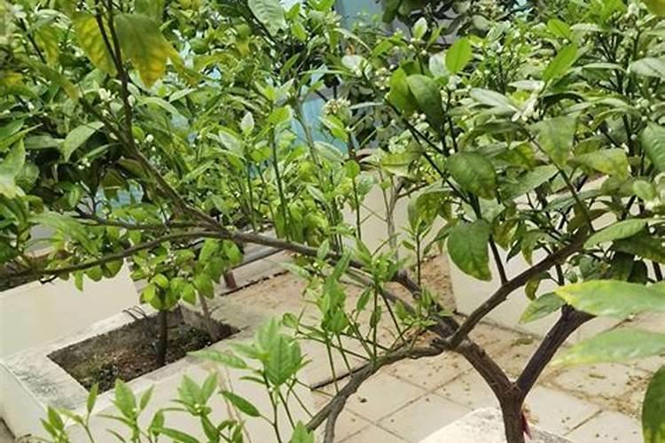 氮气无色无味,为什么氮肥有刺激性气味