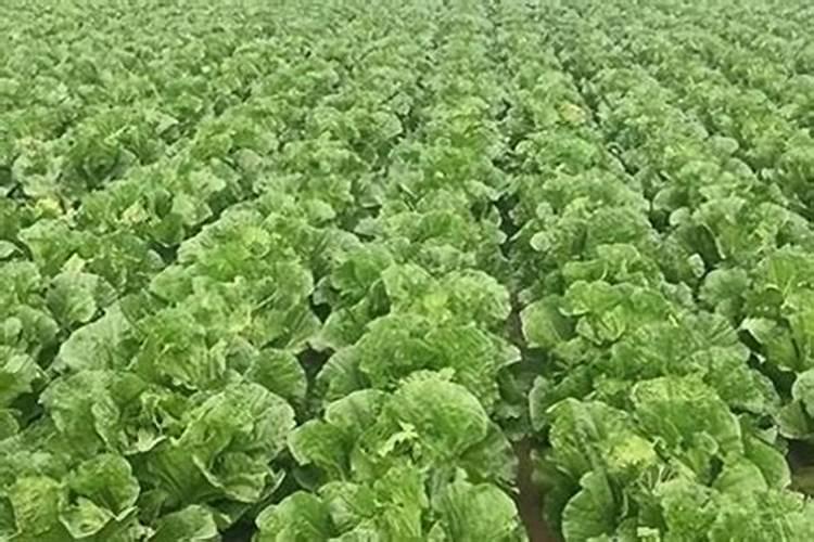 水溶肥化不开怎么办