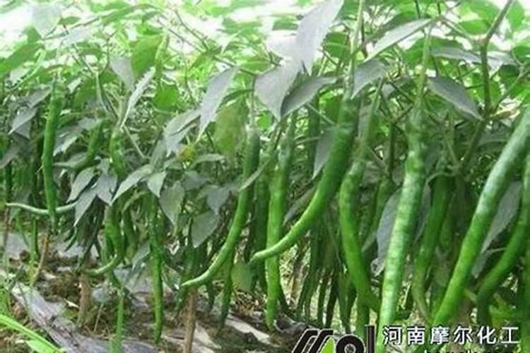辣椒膨果期用哪种肥料比较好？辣椒喷施昆仑风叶面肥料？