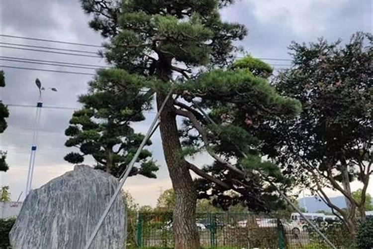 黑松浇水过多叶子黄了怎么救