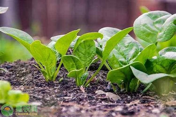 白菜菠菜应该施什么肥
